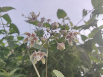 Pergularia daemia, photographed by Rohit Naniwadekar