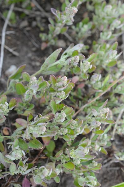 Chenopodium atrovirens, photographed by Alison Northup
