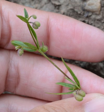 Hamogalium bifolium, photographed by Alison Northup