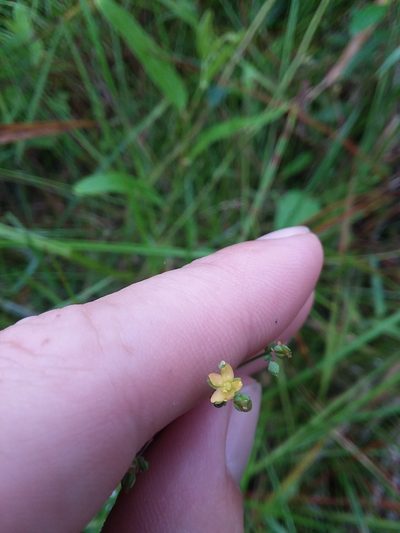 Hypericum gymnanthum, photographed by Will McFarland