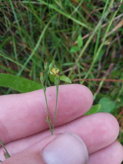 Hypericum gymnanthum, photographed by Will McFarland
