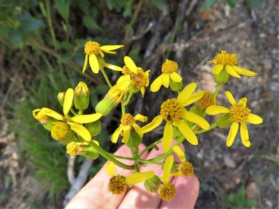 Packera coahuilensis, photographed by Annika Lindqvist