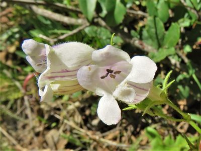 Penstemon campanulatus, photographed by Annika Lindqvist