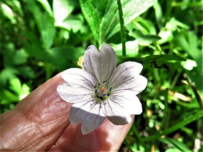 Geranium seemannii, photographed by Annika Lindqvist