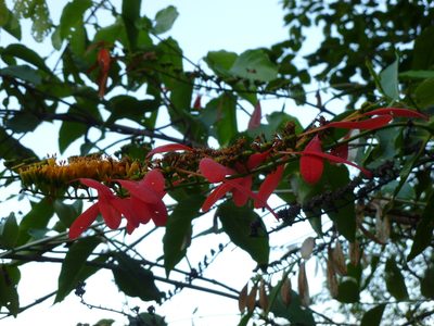 Warszewiczia coccinea, photographed by Daniel A. Monsalve Ortiz