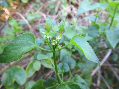 Adenocline acuta, photographed by douglaseustonbrown