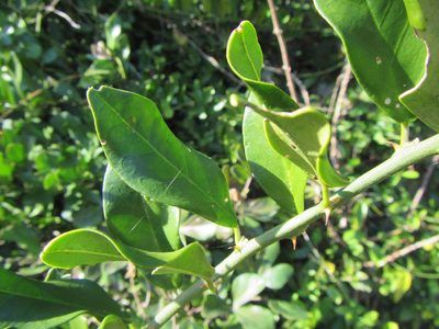 Capparis sepiaria, photographed by douglaseustonbrown