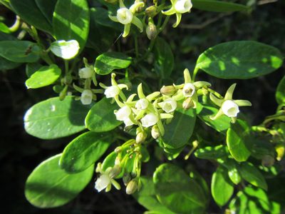 Cynanchum ellipticum, photographed by douglaseustonbrown