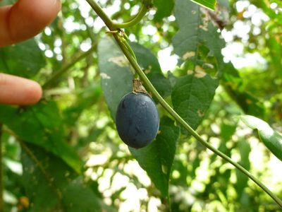 Passiflora coriacea, photographed by Daniel A. Monsalve Ortiz