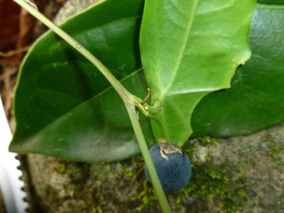 Passiflora coriacea, photographed by Daniel A. Monsalve Ortiz
