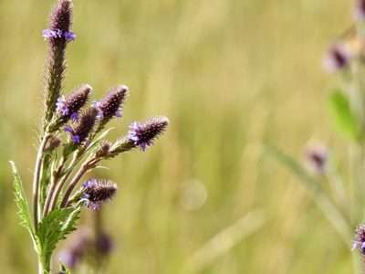 Verbena macdougalii, photographed by CK2AZ