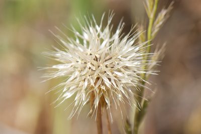 Stebbinsoseris heterocarpa, photographed by Arvel Hernandez