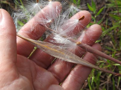 Asclepias pedicellata, photographed by Laura Gaudette