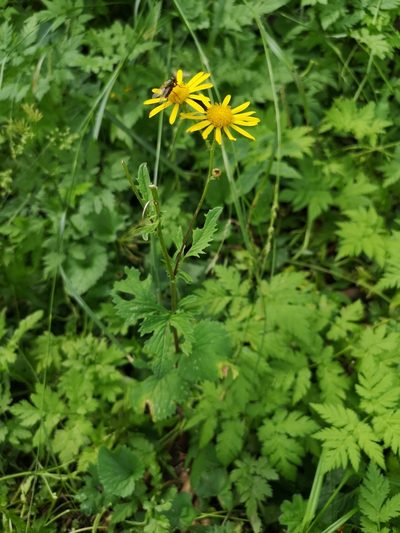 Jacobaea subalpina, photographed by Jens-Christian Svenning
