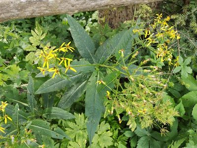 Senecio hercynicus, photographed by Jens-Christian Svenning