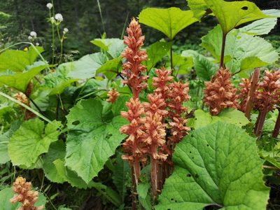 Orobanche flava, photographed by Jens-Christian Svenning