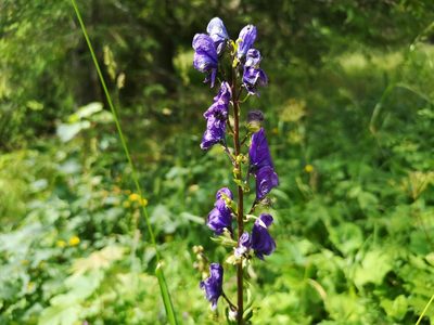 Aconitum firmum, photographed by Jens-Christian Svenning