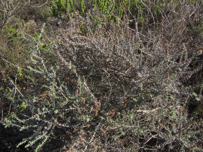 Stoebe gnaphaloides, photographed by douglaseustonbrown
