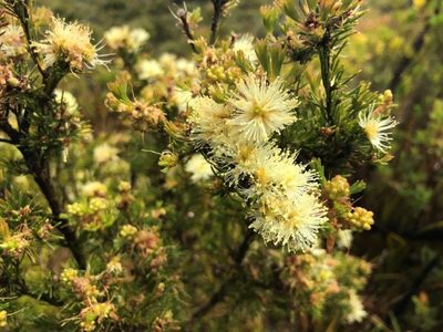 Melaleuca systena, photographed by Ann Bentley