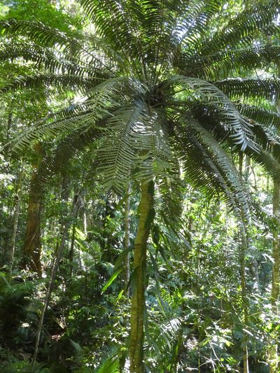 Lepidozamia hopei, photographed by datadan