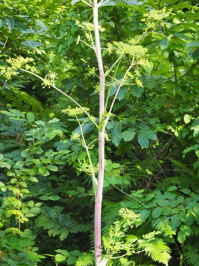 Peucedanum verticillare, photographed by silk128