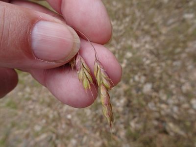 Bromus secalinus, photographed by Robert H. Wardell