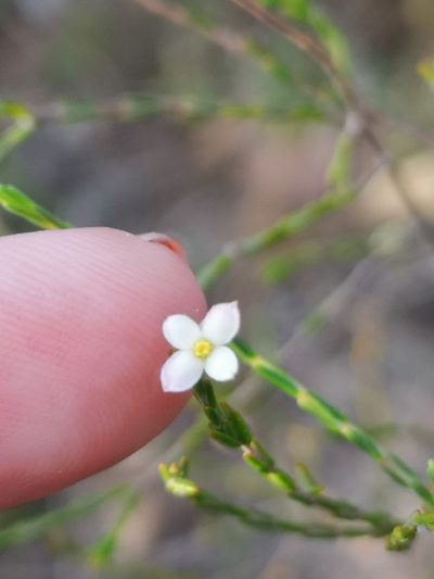 Lachnaea pusilla, photographed by leandra-k_89