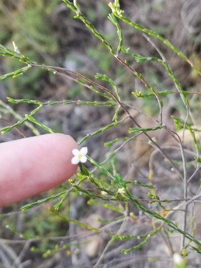 Lachnaea pusilla, photographed by leandra-k_89