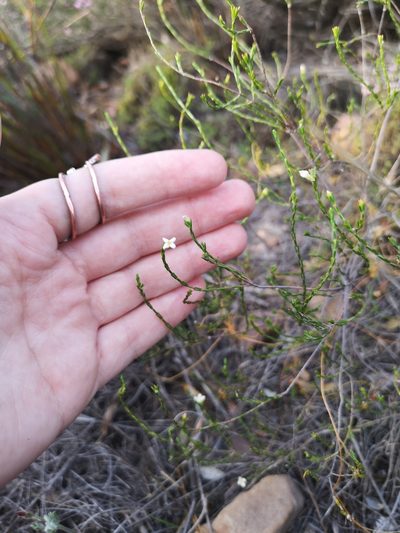 Lachnaea pusilla, photographed by leandra-k_89