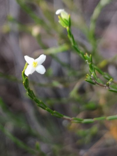 Lachnaea pusilla, photographed by leandra-k_89