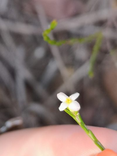 Lachnaea pusilla, photographed by leandra-k_89