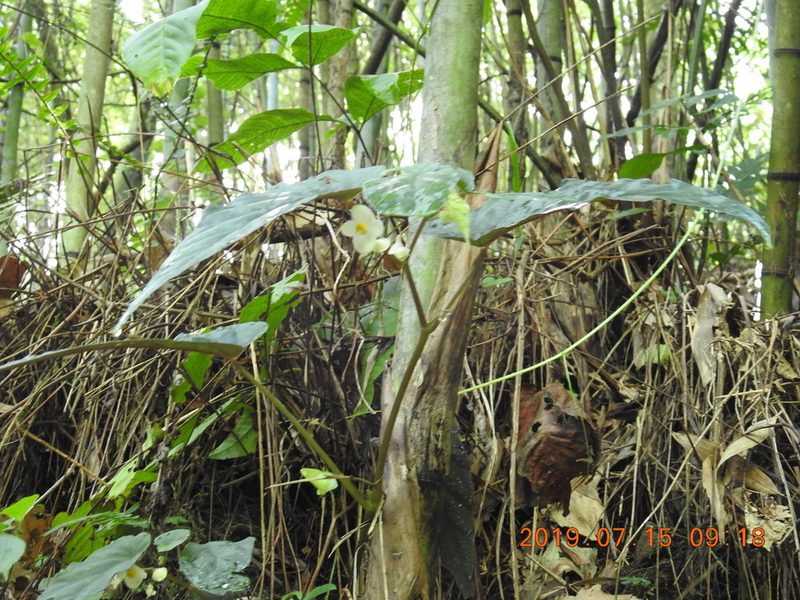 Begonia lukuana, photographed by fagushayata