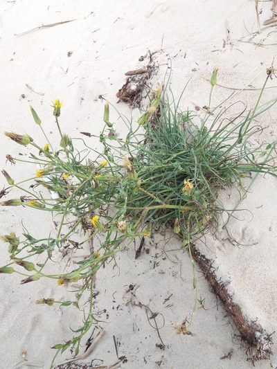 Tragopogon heterospermus, photographed by Paulius Rupšas