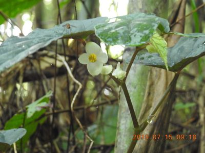 Begonia lukuana, photographed by fagushayata