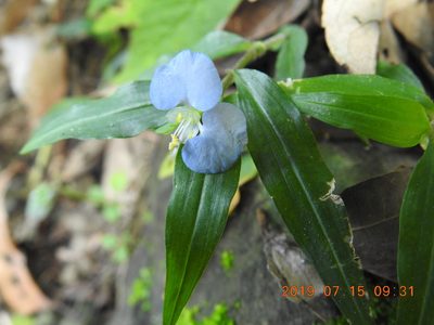 Commelina auriculata, photographed by fagushayata