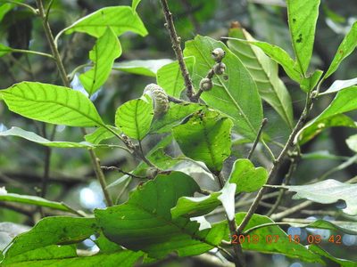 Lithocarpus corneus, photographed by fagushayata