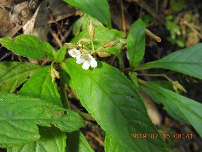 Rhynchotechum discolor, photographed by fagushayata