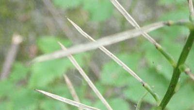 Cardamine chelidonia, photographed by anbalemans