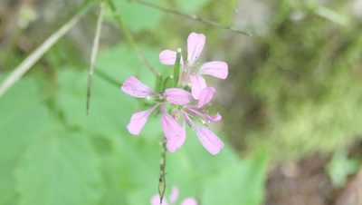 Cardamine chelidonia, photographed by anbalemans