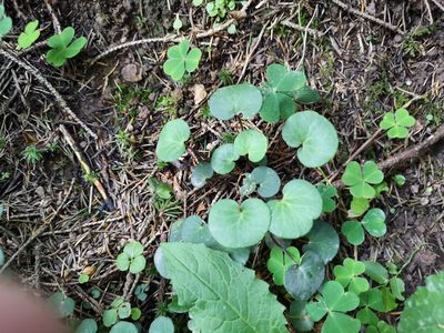 Soldanella carpatica, photographed by Jens-Christian Svenning
