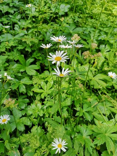 Leucanthemum rotundifolium, photographed by Jens-Christian Svenning