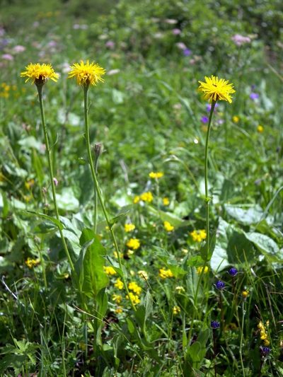 Crepis pontana, photographed by Wolfgang Jauch