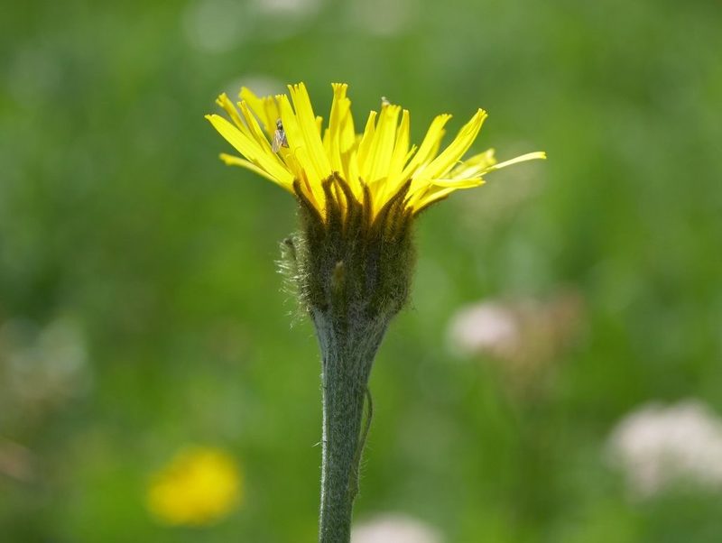 Crepis pontana, photographed by Wolfgang Jauch