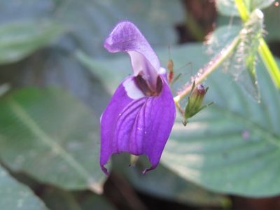 Brillantaisia lamium, photographed by Diogo Luiz