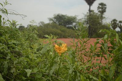 Tecomella undulata, photographed by P Jeganathan