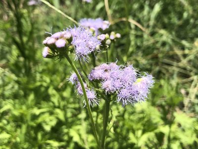 Conoclinium greggii, photographed by Sophia K