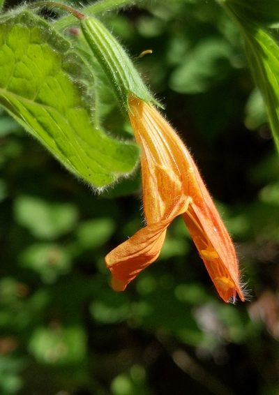 Clinopodium mimuloides, photographed by Alex Heyman
