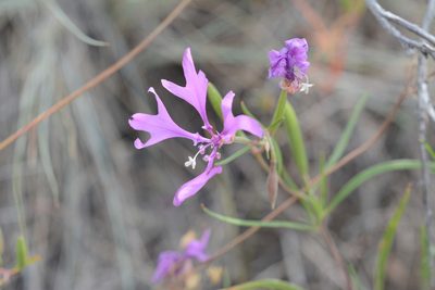 Clarkia pulchella, photographed by Alison Northup