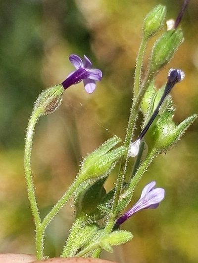 Allophyllum divaricatum, photographed by Alex Heyman