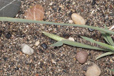 Triplachne nitens, photographed by Eleftherios Katsillis